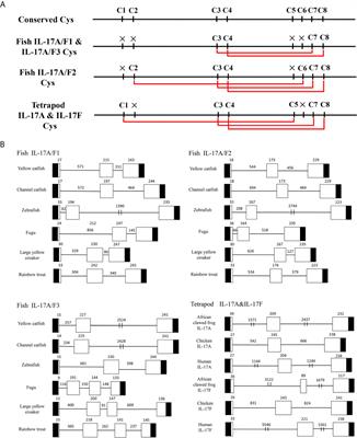 Expression and Function Analysis of Interleukin-17A/F1, 2, and 3 Genes in Yellow Catfish (Pelteobagrus fulvidraco): Distinct Bioactivity of Recombinant IL-17A/F1, 2, and 3